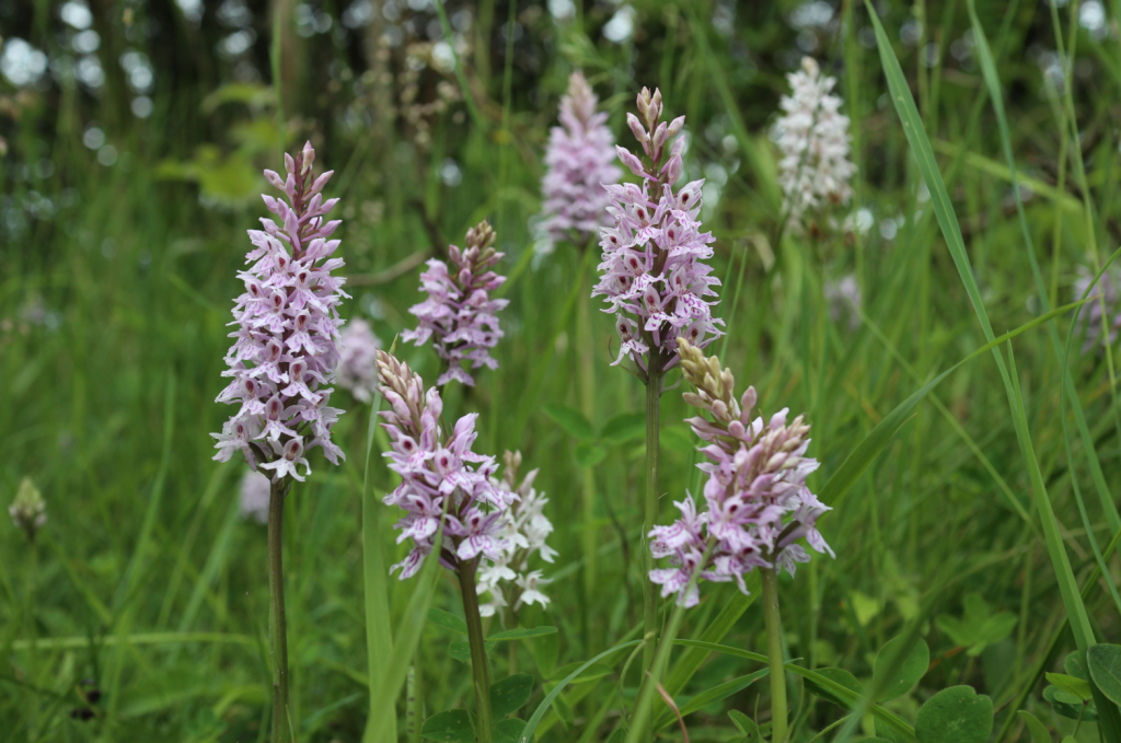 surrey three peaks insert_Box Hill is home for common spotted orchids