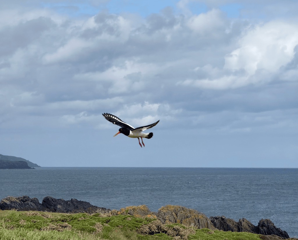 An oystercatcher flies over Langness Nature Reserve, managed by Manx BirdLife. Credit: Francesca Donovan