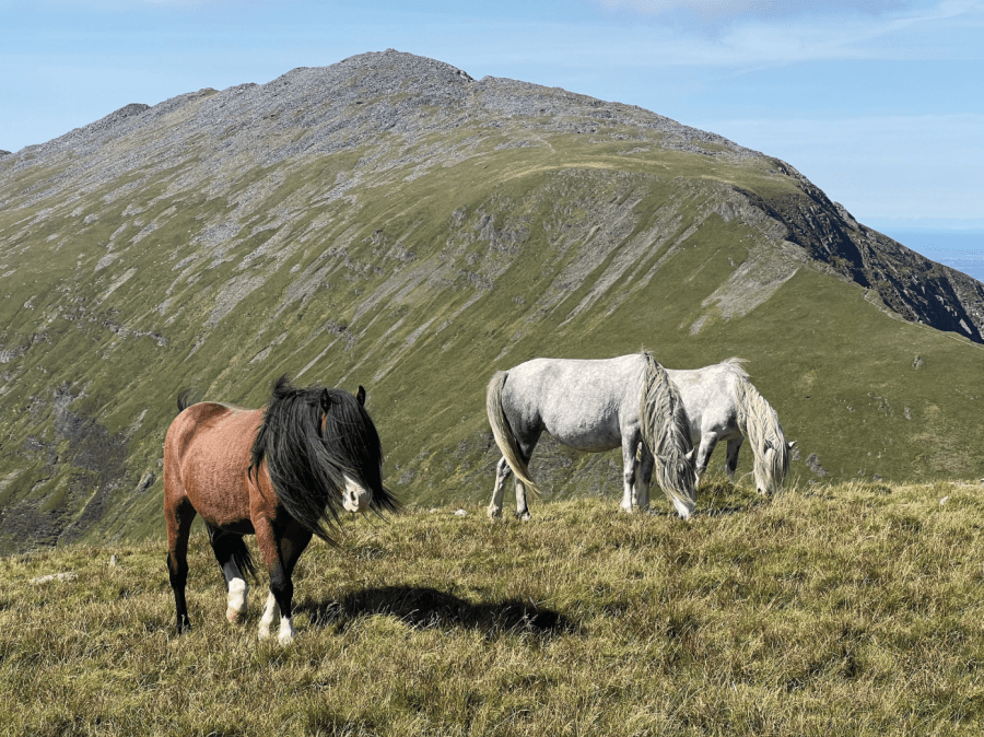 I met the wild mountain ponies - Eilidir Fawr rising in the distance - but at what price? Credit: Francesca Donovan
