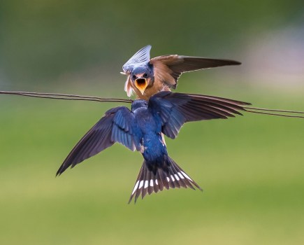 A-Barn-Swallow-chick-on-a-wire-eagerly-anticipating-a-meal-from-its-parent-who-has-come-to-feed-it_credit-Shutterstock-Susan-Hodgson.jpg