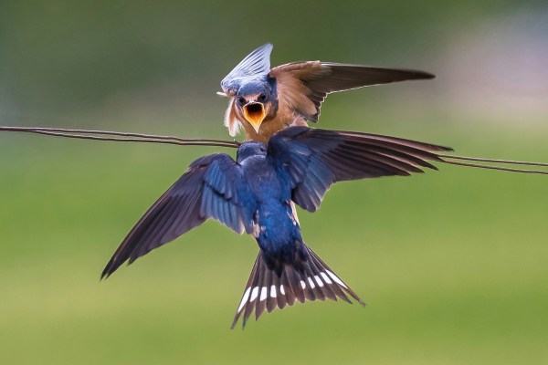 A-Barn-Swallow-chick-on-a-wire-eagerly-anticipating-a-meal-from-its-parent-who-has-come-to-feed-it_credit-Shutterstock-Susan-Hodgson.jpg