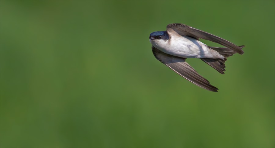 A common house martin is a swallow's companon. Credit: Nick Vorobey / Shutterstock