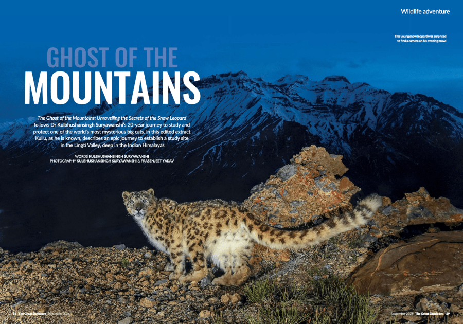 september issue - snow leopards