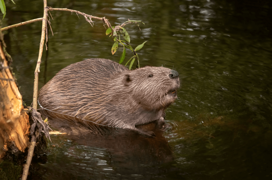 Beavers were recently reintroduced into Glen Affric. Credit: Digital Wildlife Scotland / Shutterstock