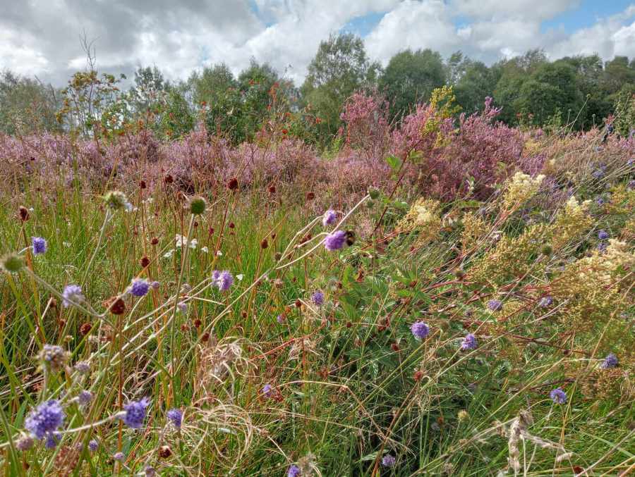 The fenced-off sections of Tebay Common are now thriving biodiversity hotspots. credit Woodland Trust