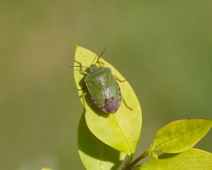A common green shieldbug. A blue sheidlbug. Credit: Thijs de Graaf / Shutterstock
