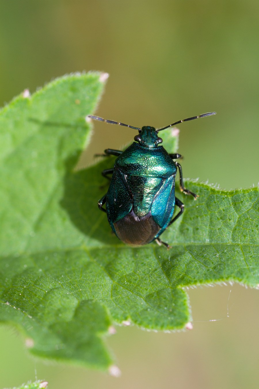 A blue sheidlbug. Credit: Olga G Shumilova / Shutterstock