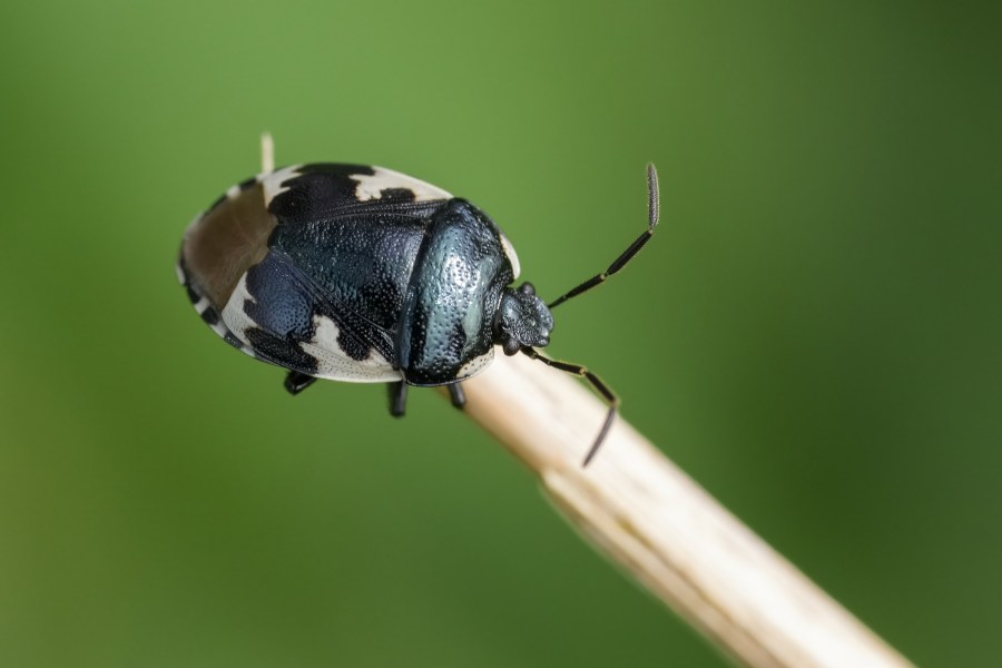 A pied shieldbug. Credit: H Wall / Shutterstock
