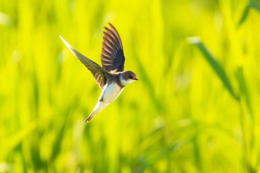 As is the sand martin. Credit: Sander Meertins / Shutterstock