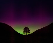 Sycamore Gap tree at night silhouetted by the aurora borealis. Credit: Christopher Chambers / Shutterstock