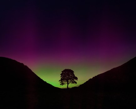 Sycamore Gap tree at night silhouetted by the aurora borealis. Credit: Christopher Chambers / Shutterstock