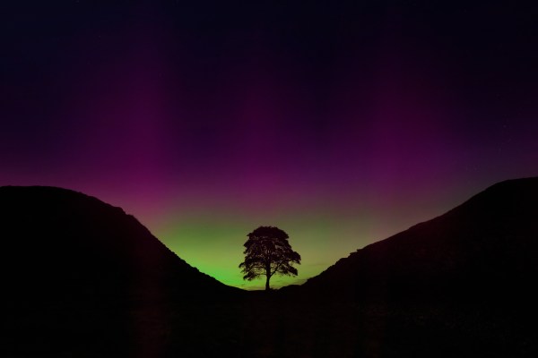 Sycamore Gap tree at night silhouetted by the aurora borealis. Credit: Christopher Chambers / Shutterstock