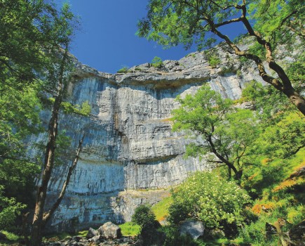 Pale grey cliff behind tall pine trees at Malham Cove