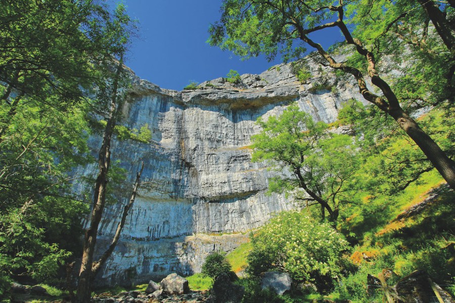 Pale grey cliff behind tall pine trees at Malham Cove