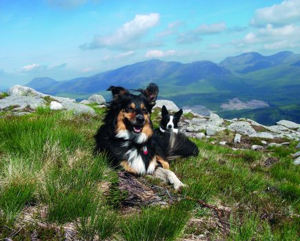 Two border collie dogs lay on top of Glen Etive