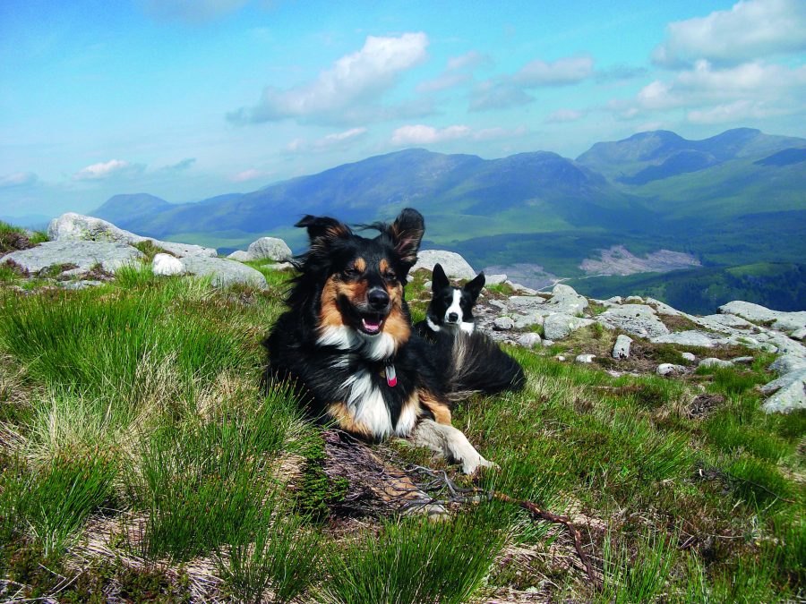 Two border collie dogs lay on top of Glen Etive
