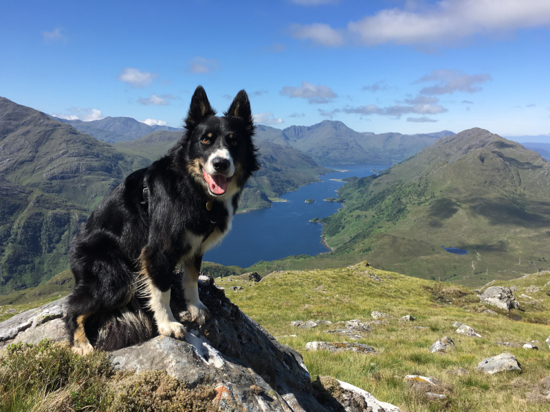 Collie sitting on rock 