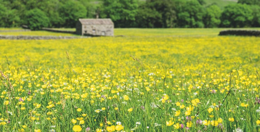 Yellow wildflower meadow with a grey stone building in the distance, Swaledale