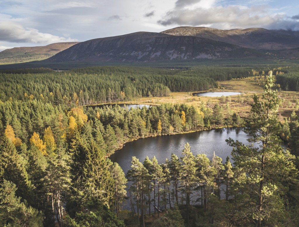 A dense pine tree forest with 3 clear spaces for small lakes. The Uath Lochans
